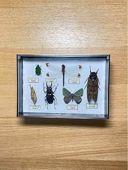 Amazon.co.jp: 昆虫標本 里山の昆虫 インテリア標本 北海道産