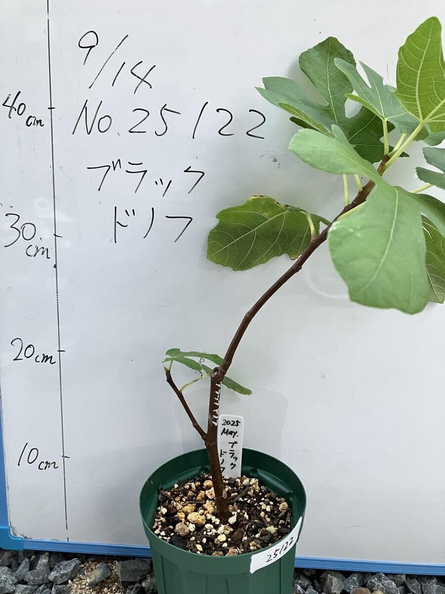 VIVAIA フラットリボンシューズ 24cm 38 Azura] ポインテッドトゥ