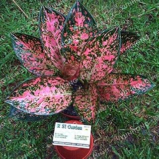 SVI Fresh 50 Pcs Aglaonema Plant Seeds for Planting Pink Mix 1