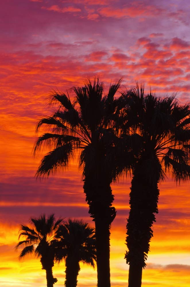 Posterazzi PDDUS05RBS1020LARGE - Impresión fotográfica con palmeras siluetas contra nubes al amanecer, Anza-Borrego Desert State Park, California, EE. UU., 61 x 91 cm, multicolor