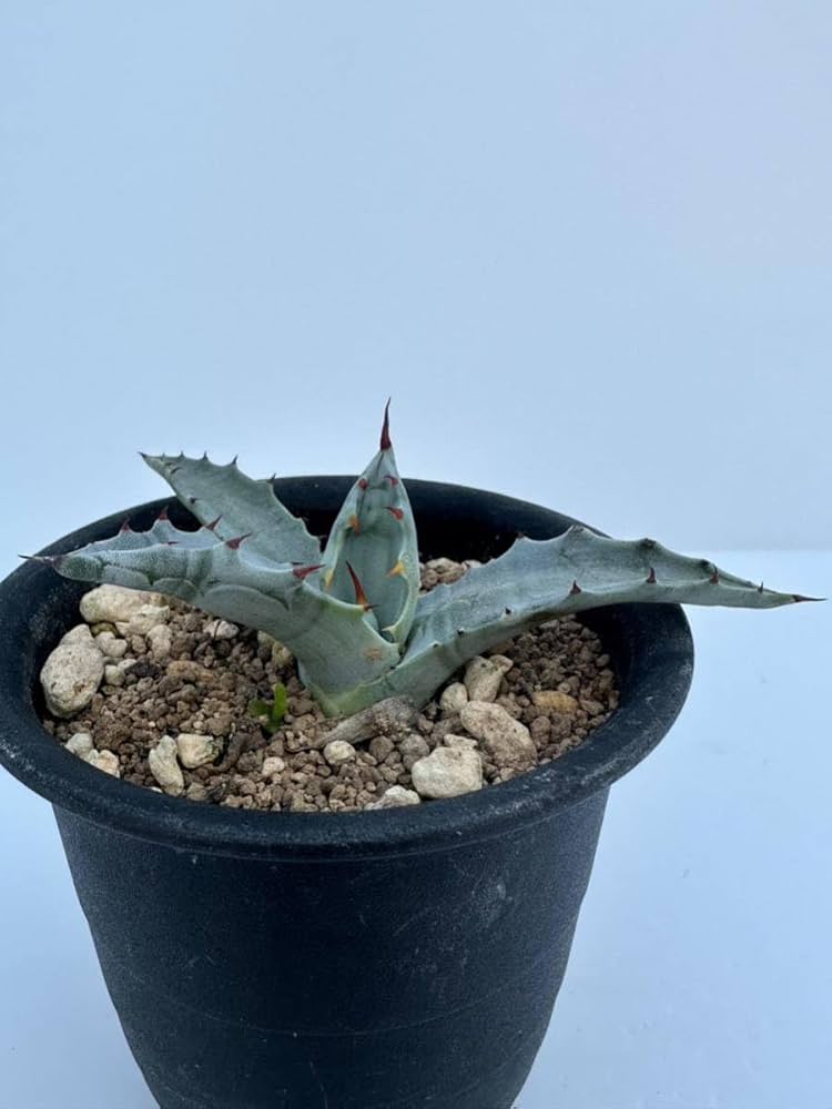 アガベ　コロラータ 多肉植物：アガベ コロラータ*幅13cm 現品！一品限り | サボテン