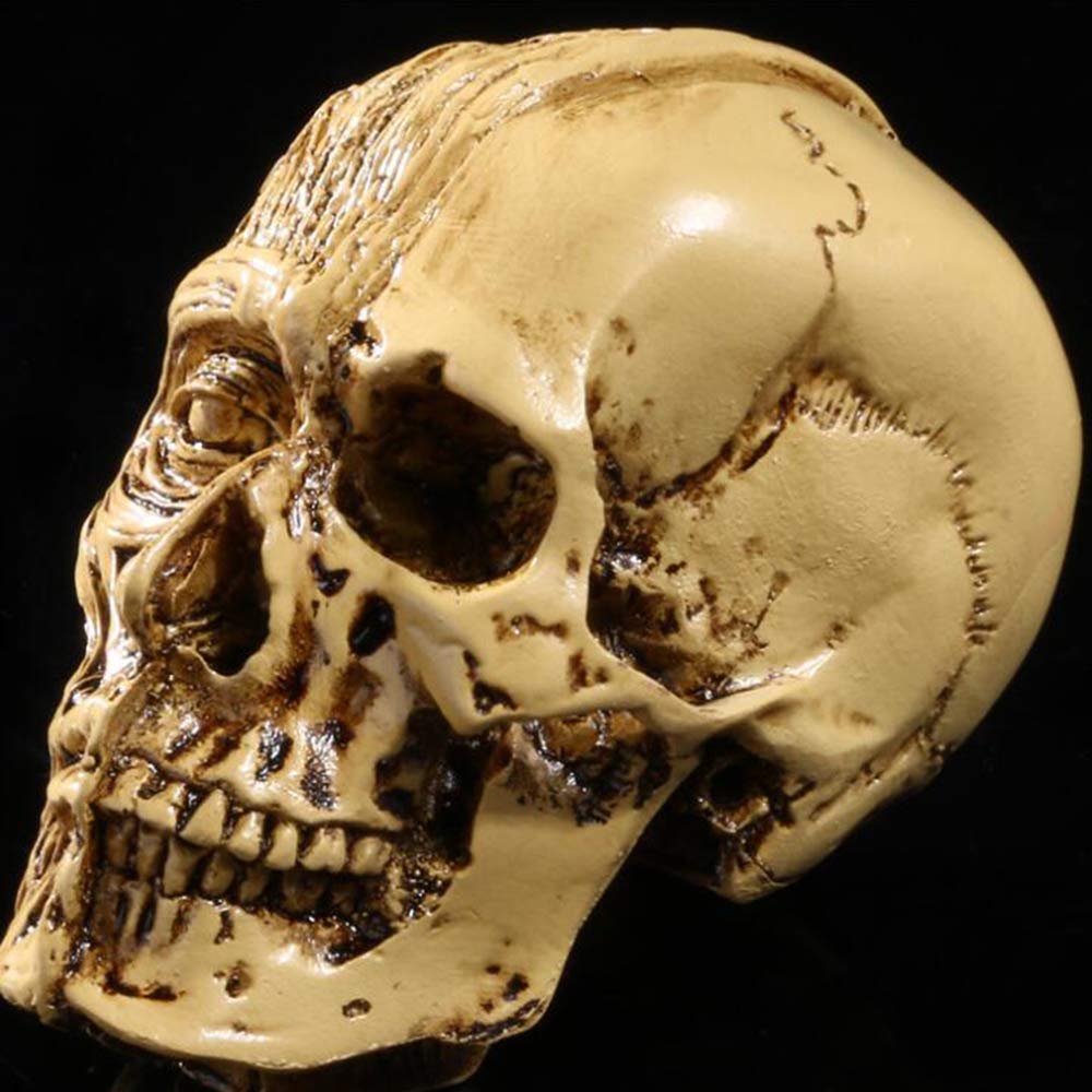 Modello Umano Anatomia Scientifica Cranio Testa Muscolo Osso Arte Medica Modello di Disegno Medico per La Scuola