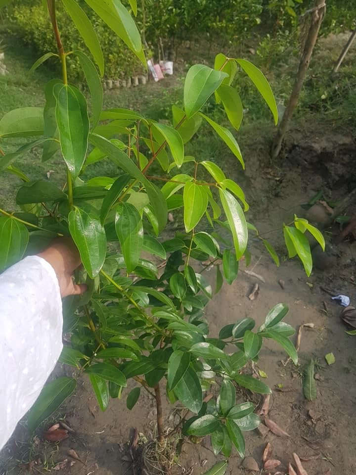 GreenEarth Original Dwarf Variety Dalchini Live Plant (Air Layeard/GRAFTED) True cinnamon tree, Cinnamon Bark Live Plant (Pack Of 1 Plant) (B0CQMJ8YCZ) Amazon Price History, Amazon Price Tracker