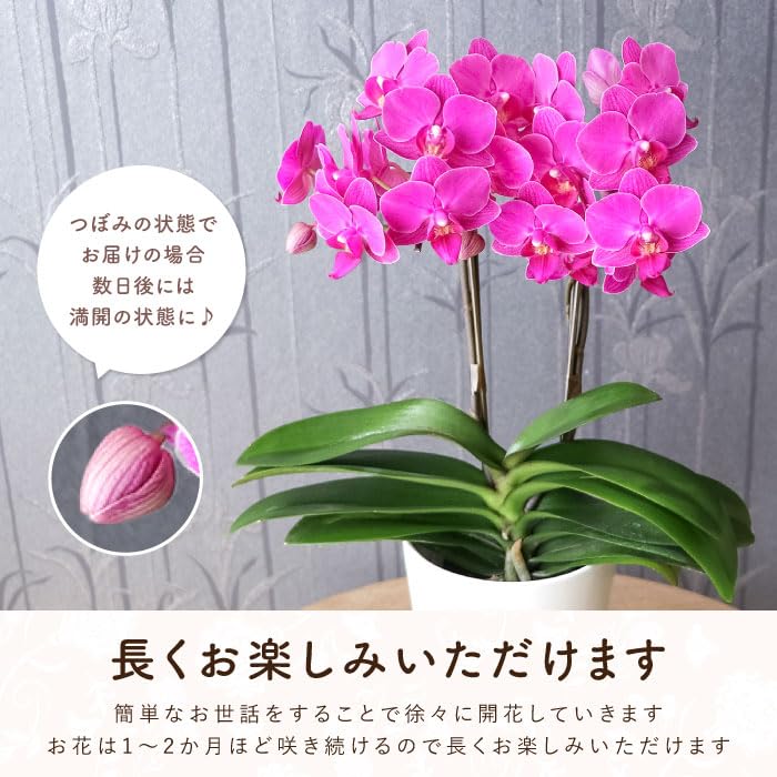 Amazon.co.jp: 花まりか 胡蝶蘭 鉢植え『椎名洋ラン園のミディ胡蝶蘭