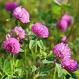 Red Clover Seeds, Nitro-Coated and Inoculated, 1 Pound Pack by Seeds2Go