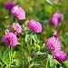 Red Clover Seeds, Nitro-Coated, 1 Pound