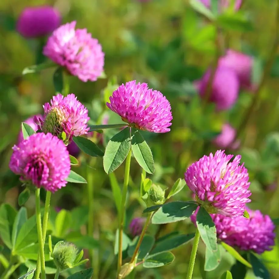 Seeds2Go Red Clover Seeds