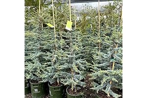 Horstmann Weeping Blue Atlas Cedar