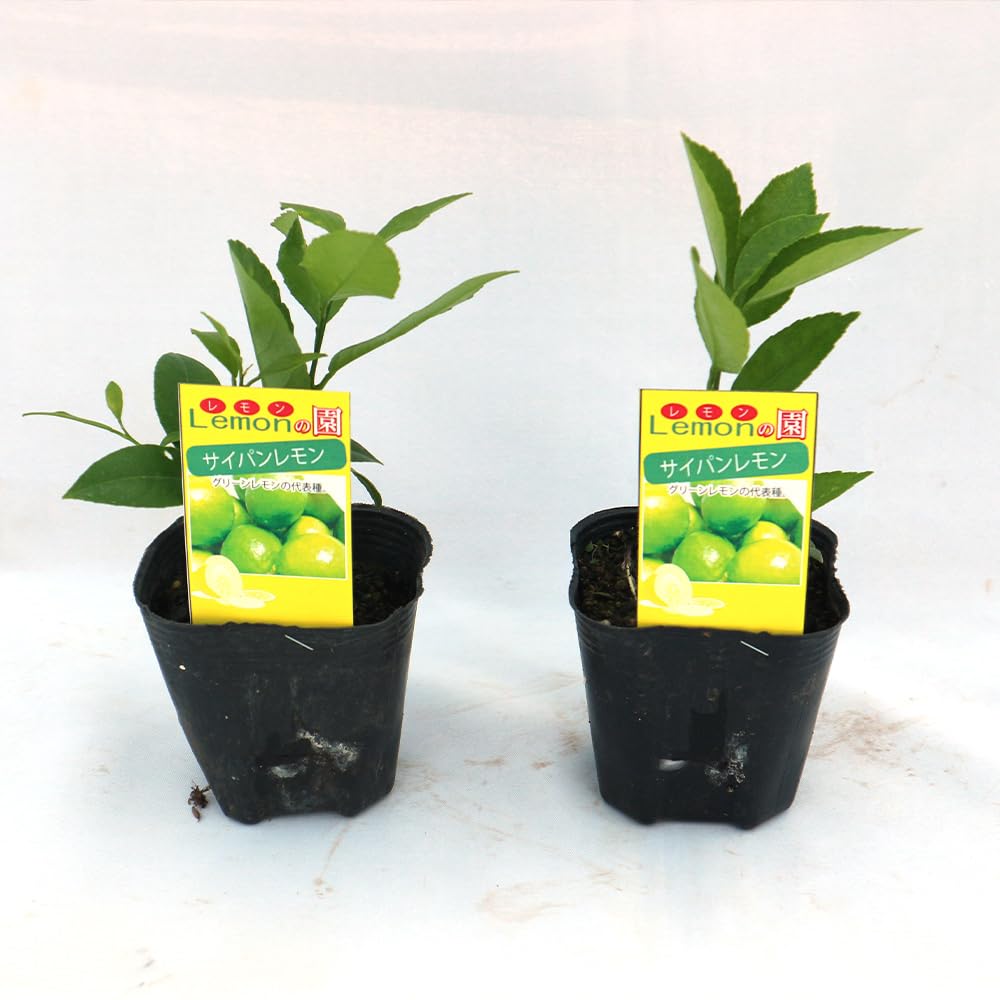 Amazon.co.jp: ITANSE 大実サイパンレモン 果樹挿し木苗9cm