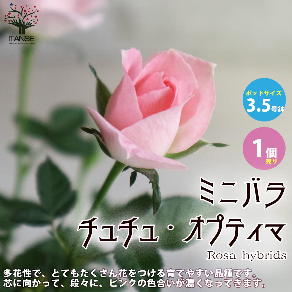 ✓【英語版⚡️シークレット❗️】（6期 7期 8期のバラ売りも