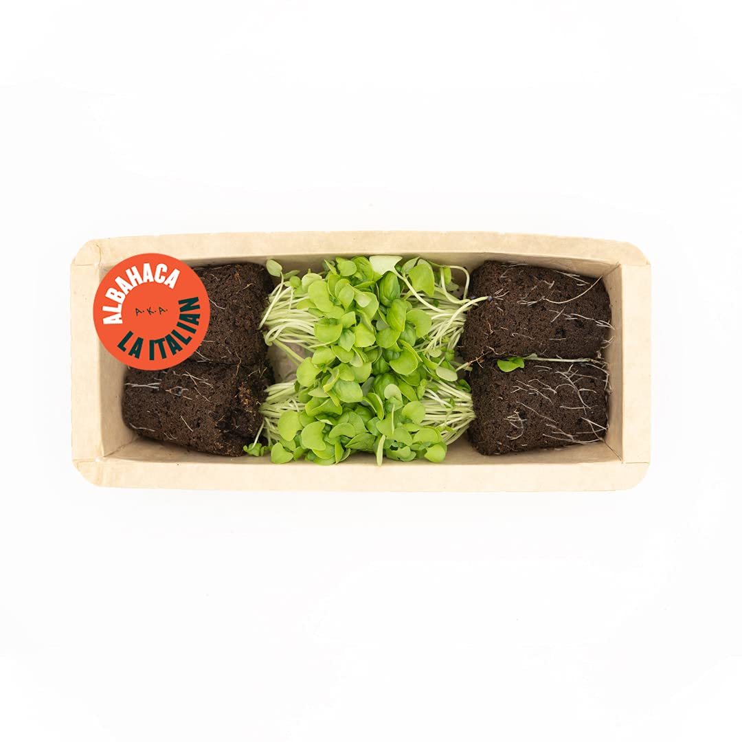 Pack de 4 Planteles de Albahaca Fresca 20g - Homemade Pesto Kit - Cultivo Vertical sin Tierra - Hierba Aromática