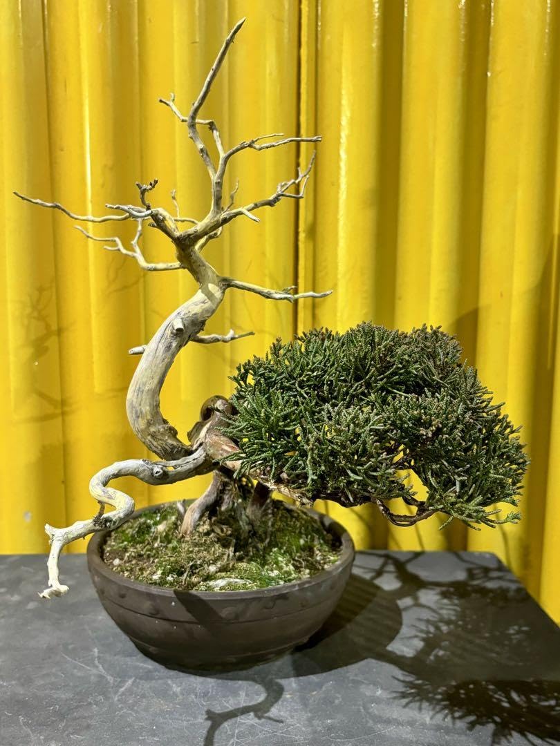 樹高11.5㎝　真柏　捻転　舎利　鉢　山秋　小品盆栽　黒松　五葉松　赤松　紅葉 樹高11.5㎝ 真柏 捻転 舎利 鉢 山秋 小品盆栽 黒松 五葉松 赤松 紅葉