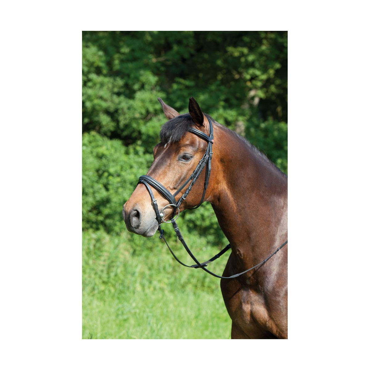 Kieffer - Brida ergonómica para caballo (tamaño: sangre caliente), color marrón y marrón