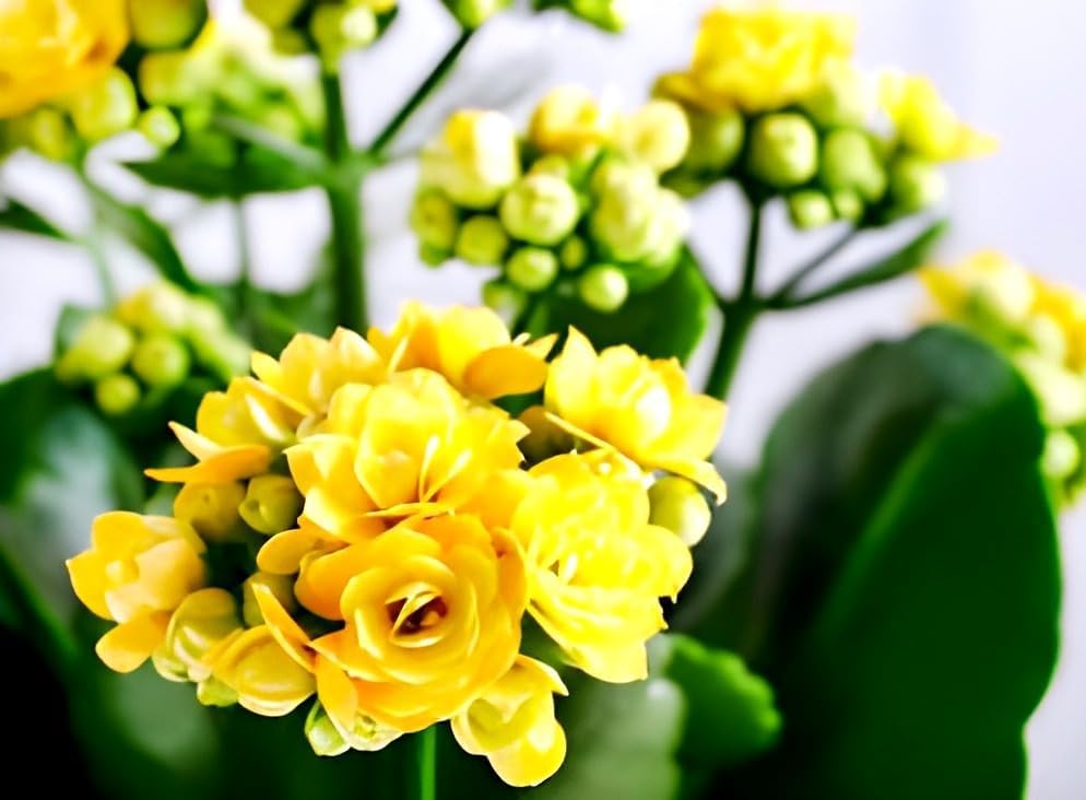 PAJUSDYASI-All season beautiful special variety live Yellow kalanchoe flower plant || outdoor flower tree plant for home garden plant (pack of 1)