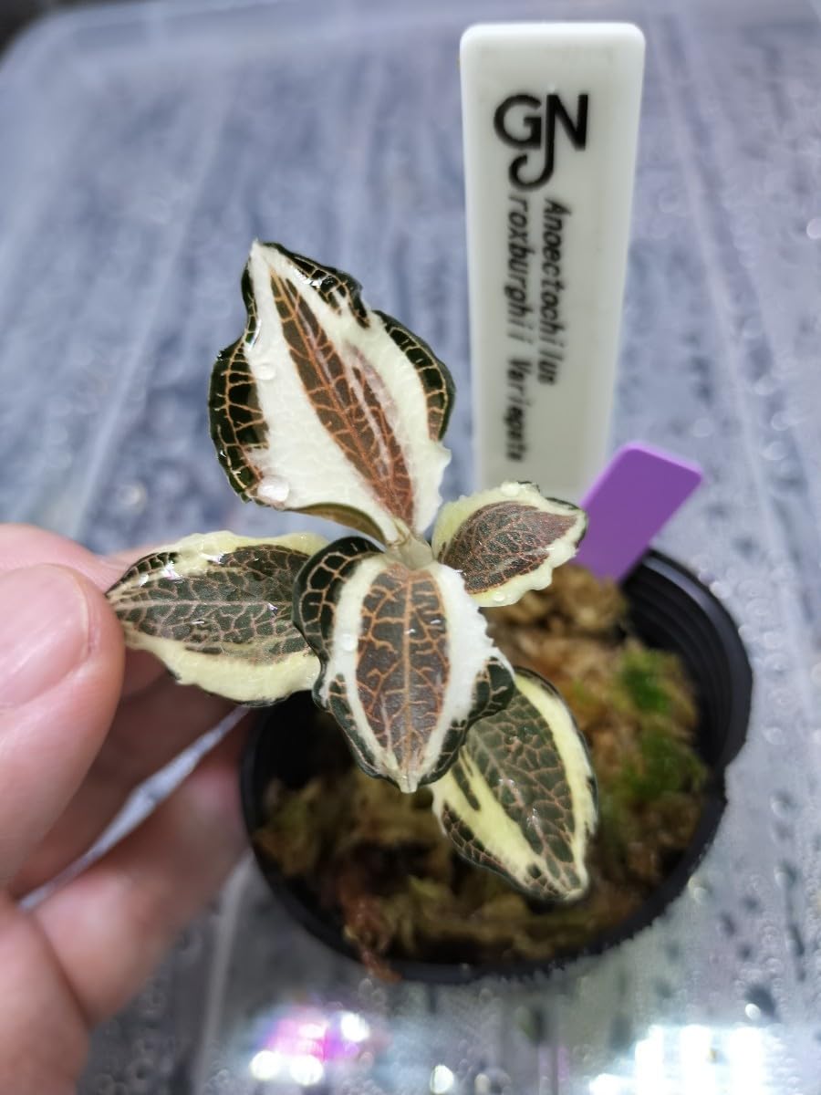Amazon.co.jp: Anoectochilus roxburghii Variegata アネクトキラス