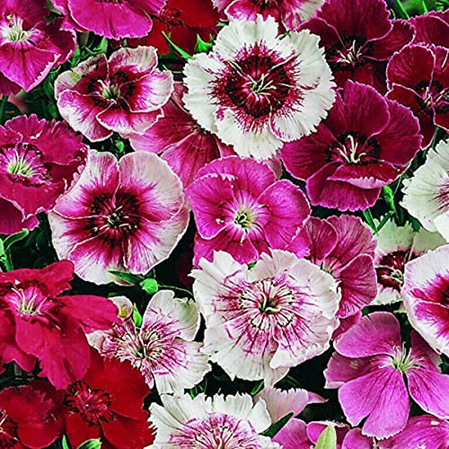 1000 X Dianthus Seeds Multicolor Flower Seeds for Planting & Growing Easy to Grow Home Gardens Wildflower Seeds