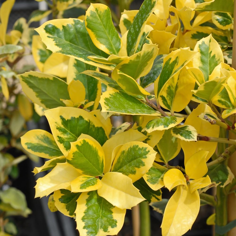 Holly 'Golden King' Tree - Variegated Evergreen with Scarlet Berries - RHS Award Winner - Female Holly Tree for Bird-Friendly Gardens – 1x 3 Litre Potted Plant by Thompson & Morgan