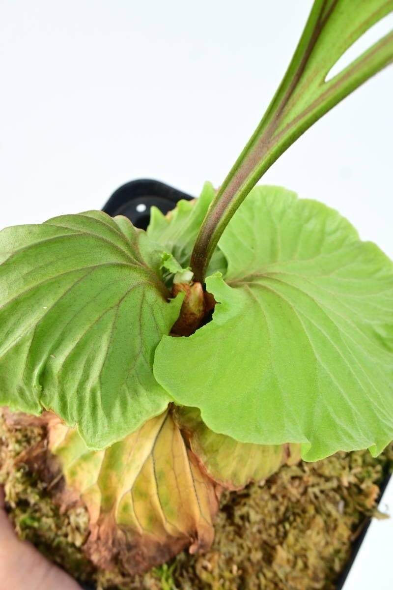 Amazon.co.jp: P.ridleyi Wide & Frill① @bikamori.com リドレイ
