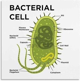 Bacterial Cell Structure Breakdown Biology Posters (7) Canvas Painting for Living Room Bedroom Decor 24x24inch(60x60cm) Unframe-style