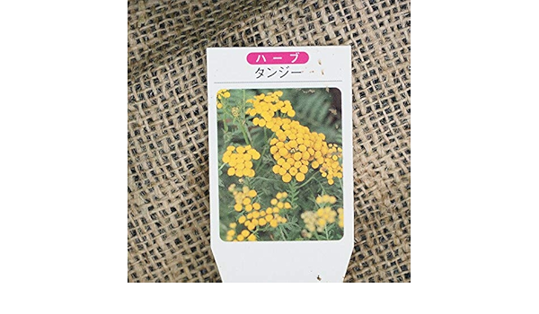 Amazon ハーブ 苗 セット タンジー 3号ポット苗 5株セット ハーブ Amazon ハーブ 苗 セット タンジー 3号ポット苗 5株セット ハーブ