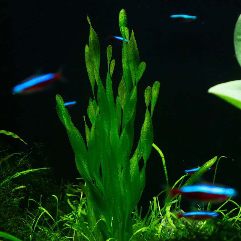 Maalavya Vallisneria Mini Twister Live Aquarium Aquatic Plant (8 to 10 Stems) With Pot (B0BP2G2V3B) Amazon Price History, Amazon Price Tracker