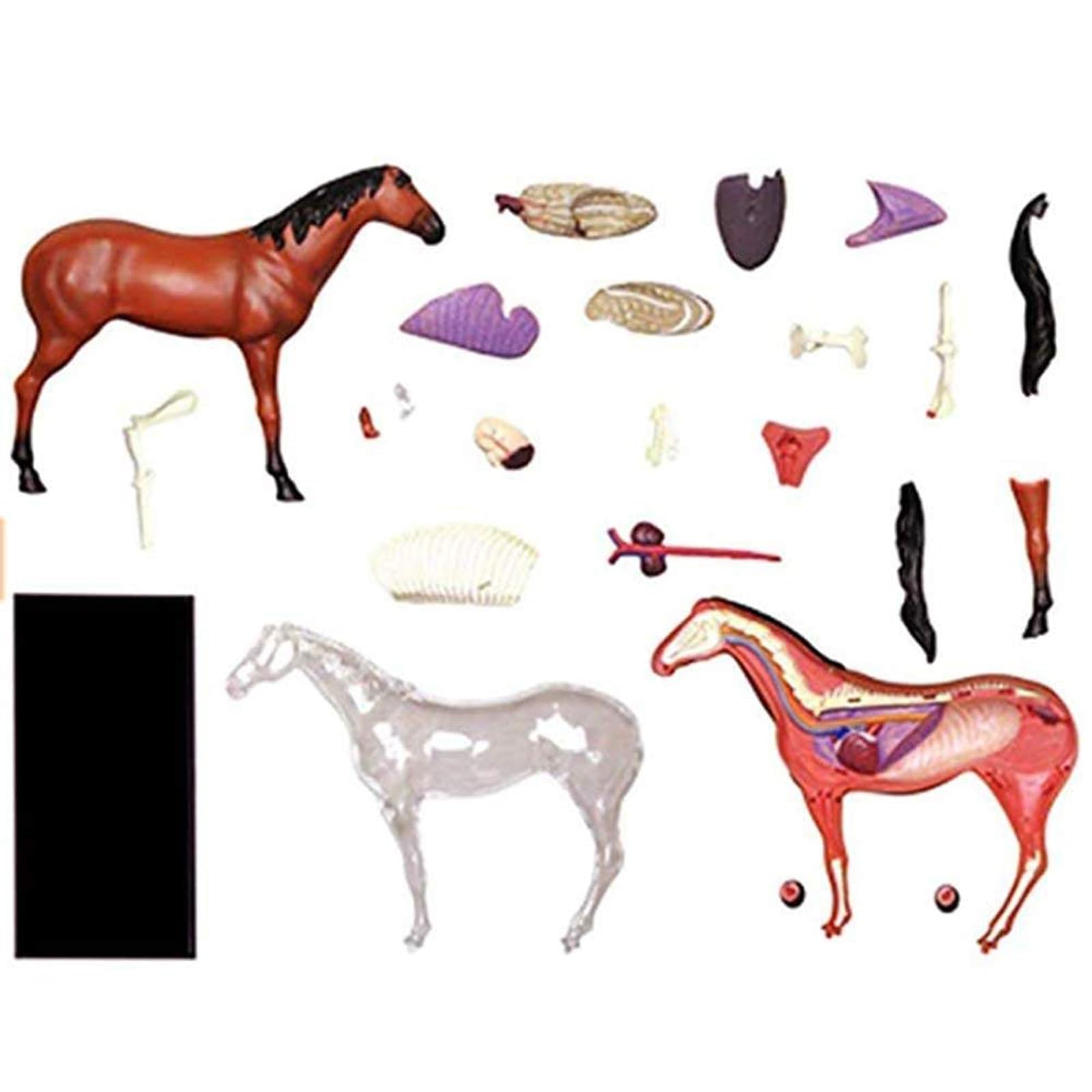 Modelo de Anatomía de Caballo Desmontable 4D, Modelo de Esqueleto de Animal Desarmable de 26 Partes para Enseñanza y Entrenamiento en Clínica Veterinaria