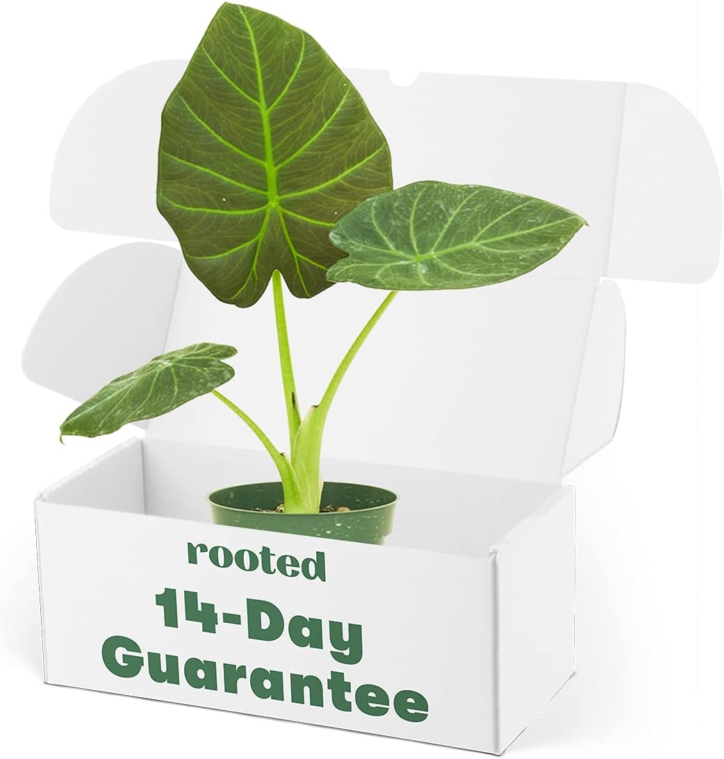 Rooted Regal Shield Elephant Ear, Alocasia Odora x Reginula, Live, Live Indoor, Easy to Grow, Easy to Care, and Low Maintenance Houseplant (4")