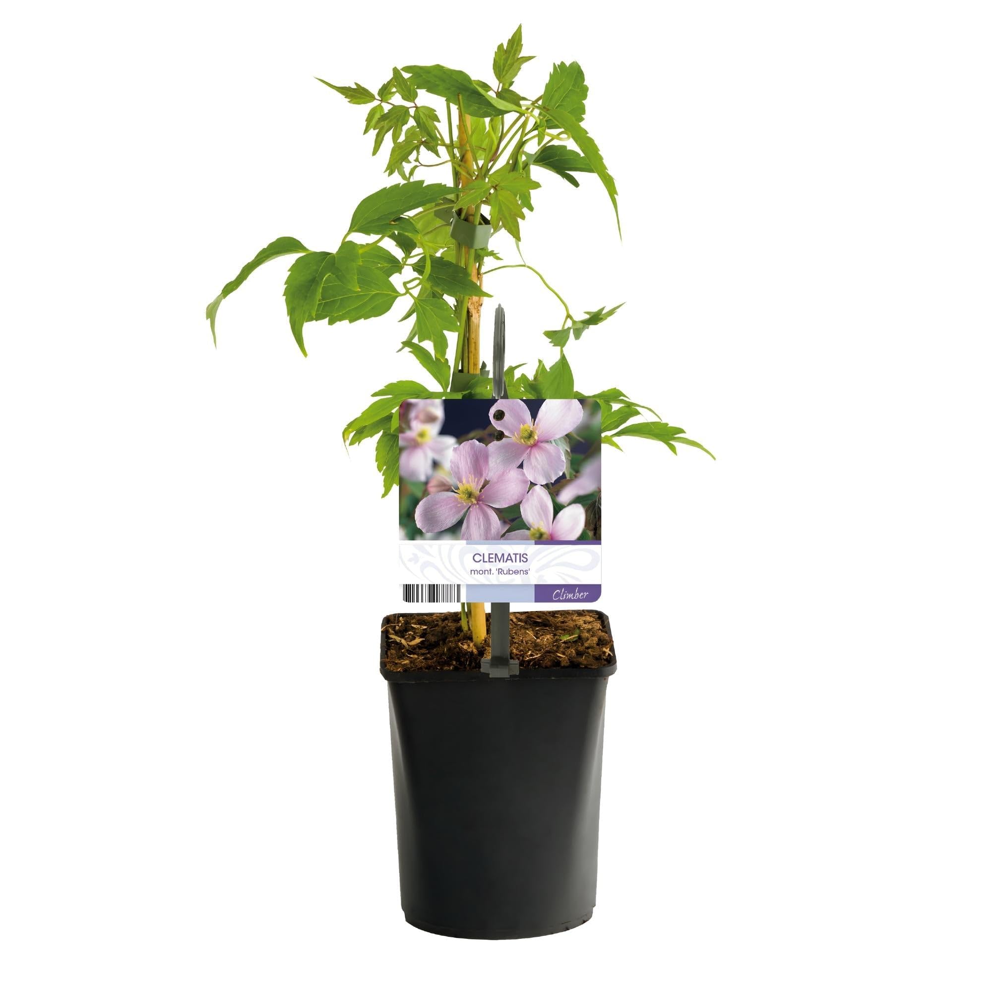 Kletterpflanze Clematis montana Rubens Frühblühend Pflanze 2 Pflanzen 11 cm