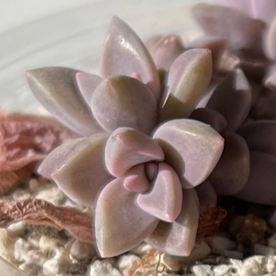 Amazon.co.jp: おまとめ中！39 多肉植物^o^ 葉挿し赤ちゃん朧月