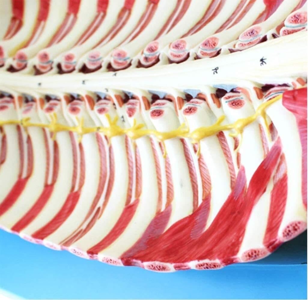 Model anatomii kręgosłupa człowieka z kanałem kręgowym i nerwami