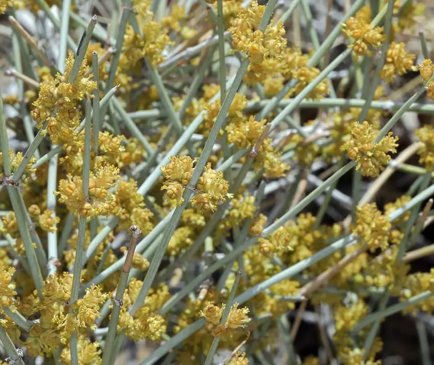 Nevada Jointfir Bush Seeds for Planting (30 Seeds) - Nevada Mormon Tea Seeds for Growing