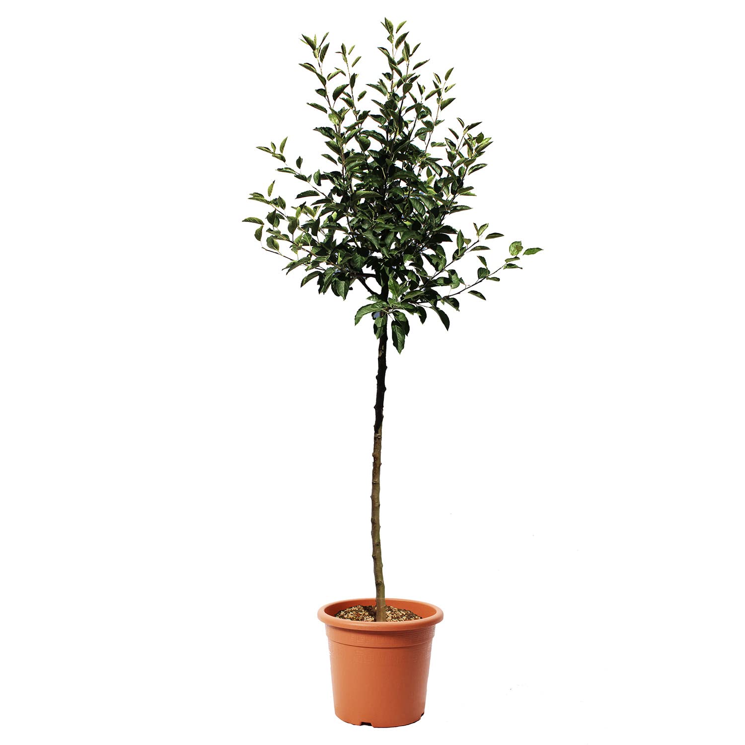 KENTIS - Pommier - Malus Domestica - Vraies Plantes d'Extérieur - Arbre Fruitier de Jardin d'Ornement - Pot de Culture Ø 28 cm