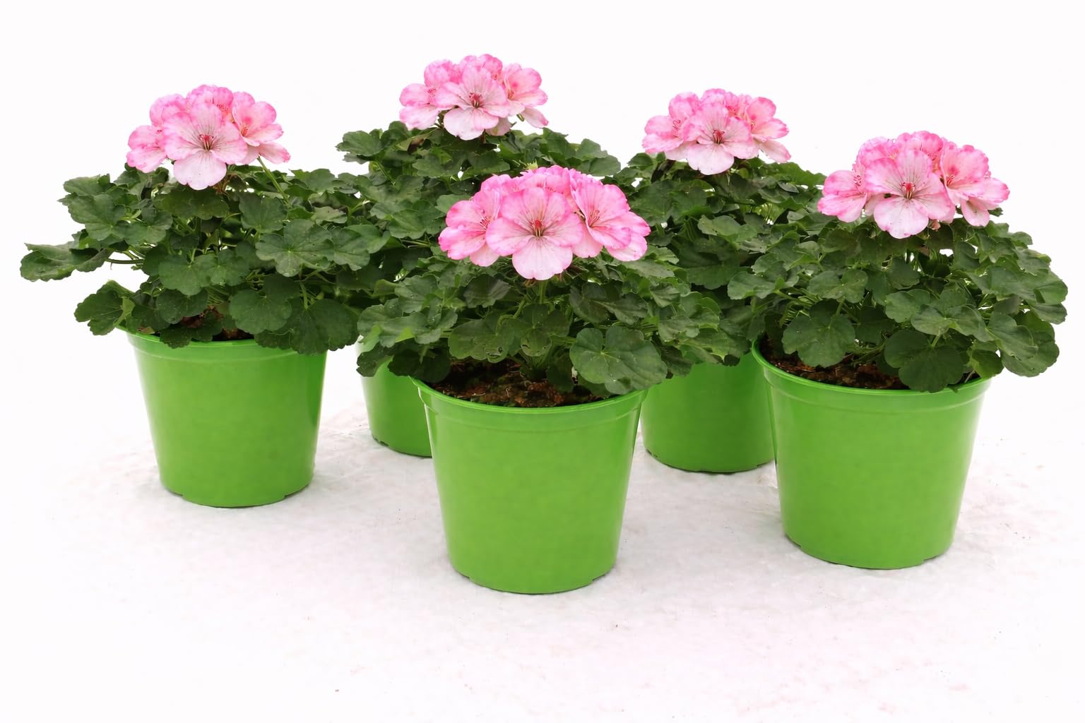 POWERS TO FLOWERS - GERANIO ZONALE "SUNRISE HOLLY", PELARGONIUM, 5 PIANTE VASO 14, ROSA BICOLORE, piante vere