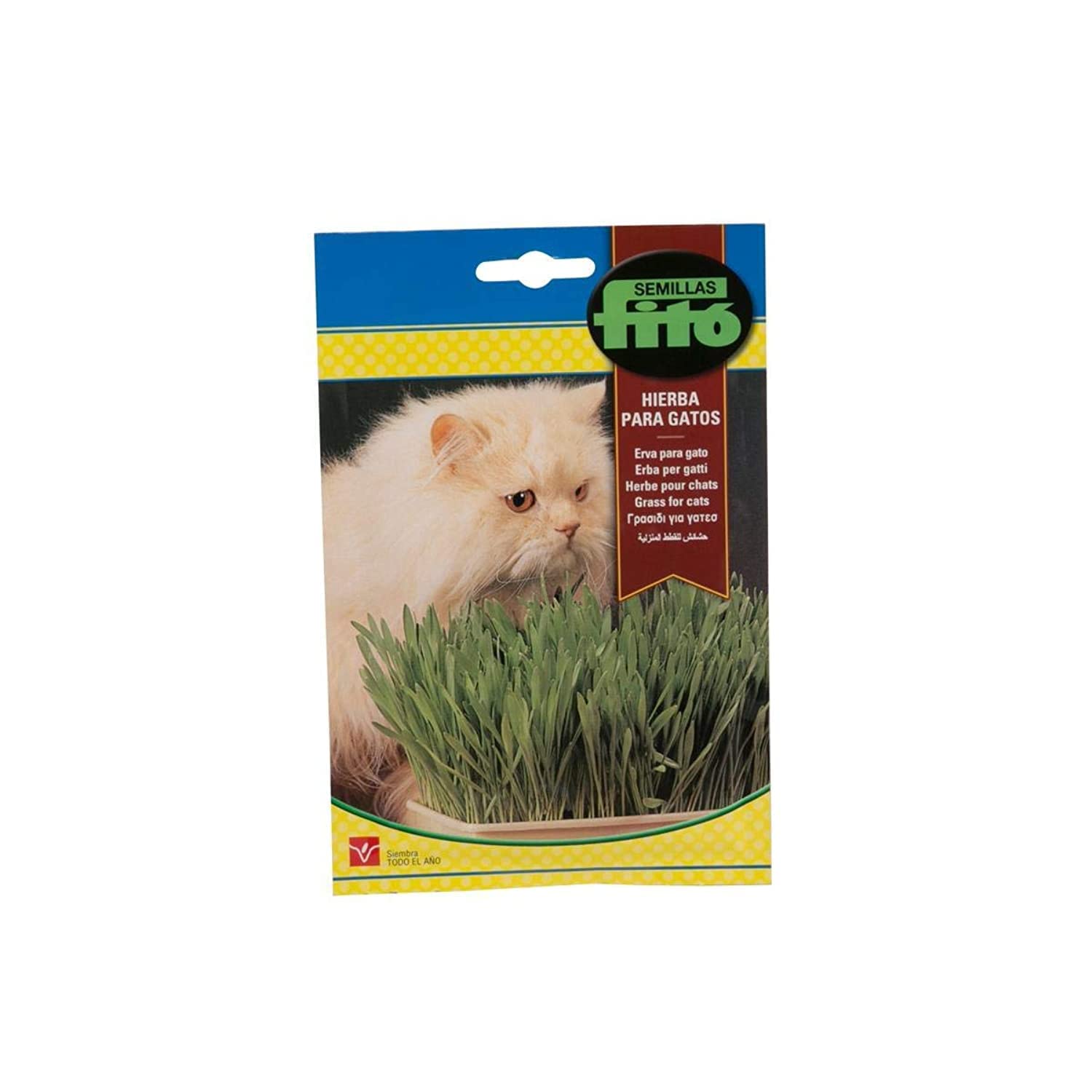 Grass for Cat Seeds