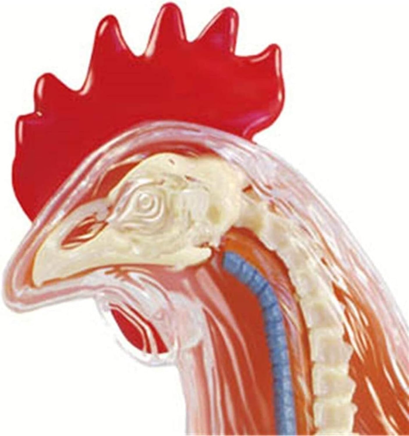 1 szt. 4D model anatomiczny szkieletu kurczaka - 32 odłączane części, edukacyjna układanka do nauki i opieki zdrowotnej