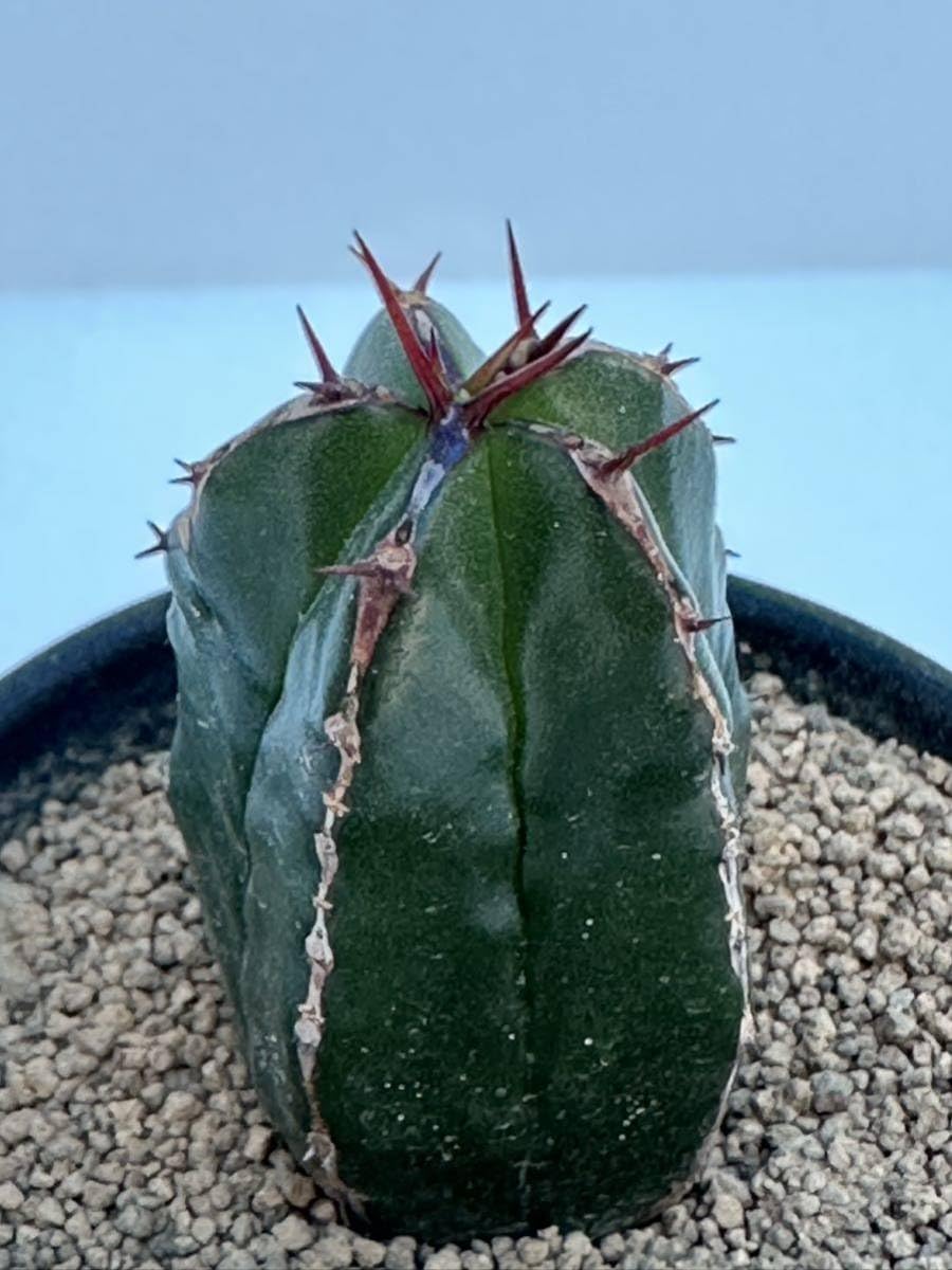 r*e様 B14255★オークション★ユーフォルビア ハンディエンシス 極上ヴィ ハ*キ様 B14556☆オークション☆ユーフォルビア ハンディ