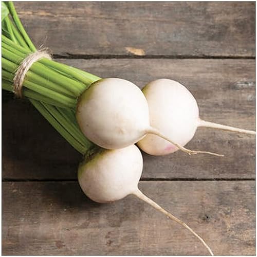 Semillas de remolacha blanca Avalanche tiernas y deliciosas disponible en Yaxa Peru