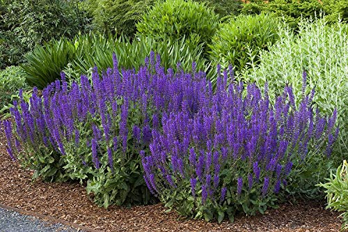 Stauden Gänge 5 x Salvia sylvestris Mainacht 1 Liter (Staude/Mehrjährig/Winterhart) Pracht-Salbei - DAUERBLÜHER -Tolle leuchtende Blüten - Sehr Bienen und Insektenfreundlich - extrem Pflegeleicht