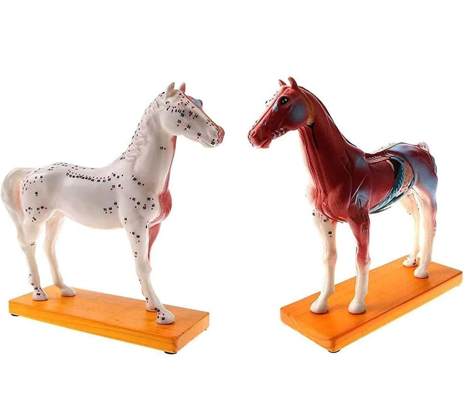 Modello agopuntura Cavallo, Modello agopuntura dei Punti degli Animali, Modello Cavallo con 114 Punti agopuntura Attrezzature didattiche Scolastiche, Materiale didattico Laboratorio, Modello didatt