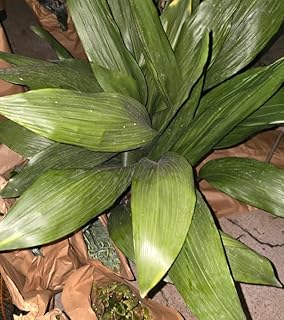 Cast Iron Plant, Aspidistra Elatior, 10 Inch Pot, Air Purifying Indoor P...
