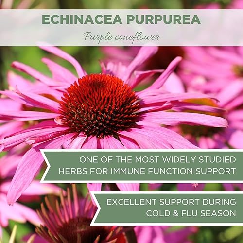 Miniatura 6 de Echinacea Purpurea orgánica 4 onzas (3.99 oz), té de equinácea seco orgánico certificado por USDA, hierba de equinácea premium, púrpura suelta,