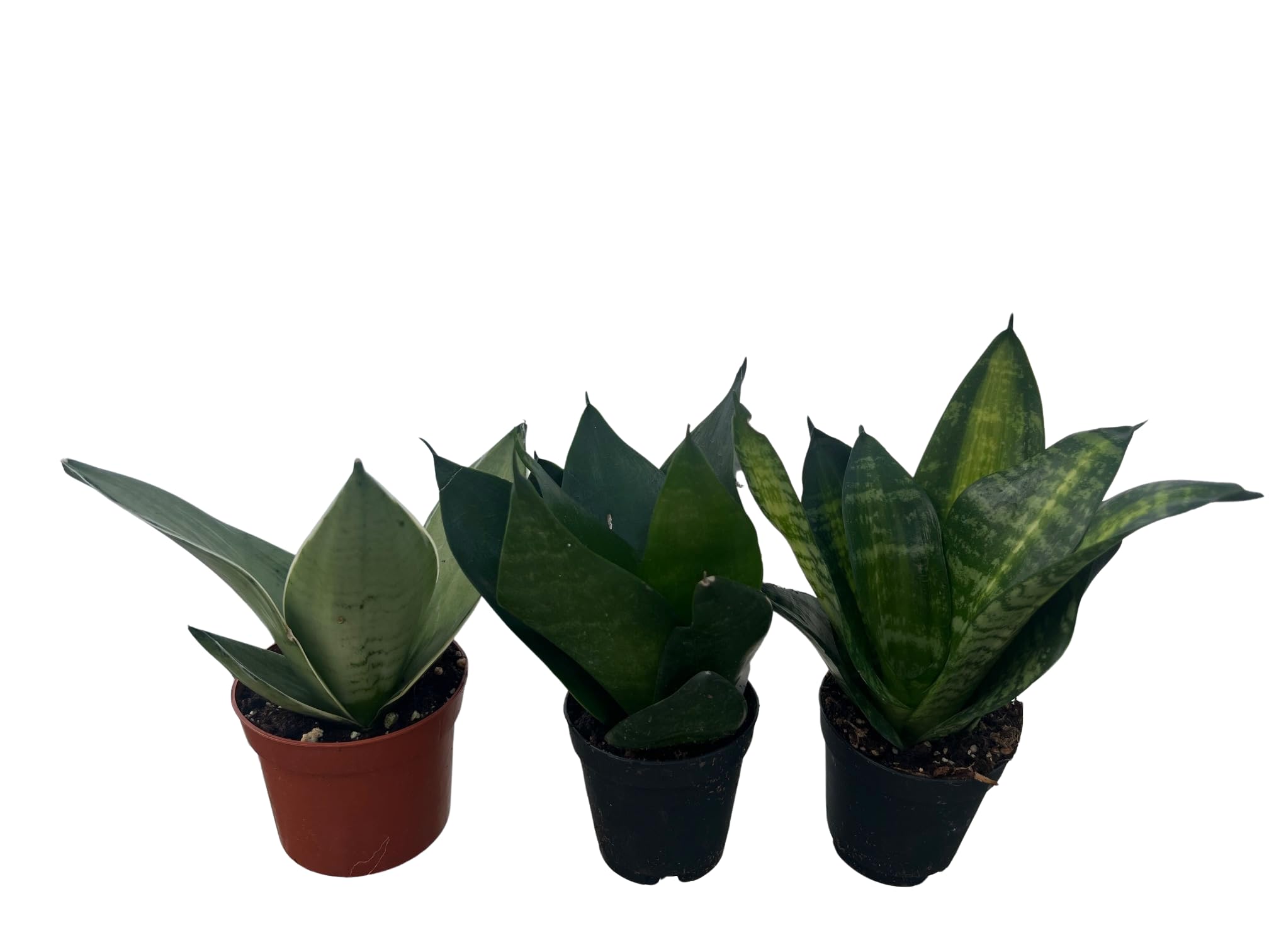 Amazon.com : Birdsnest Snake Plant Collection - Sanseveria - 3 Plants  Growing in 2" pots : Patio, Lawn & Garden