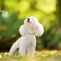 Vista 225 de Unique Style Paws - Collar rosa con hebilla de metal, duradero y lindo para perros pequeños a grandes