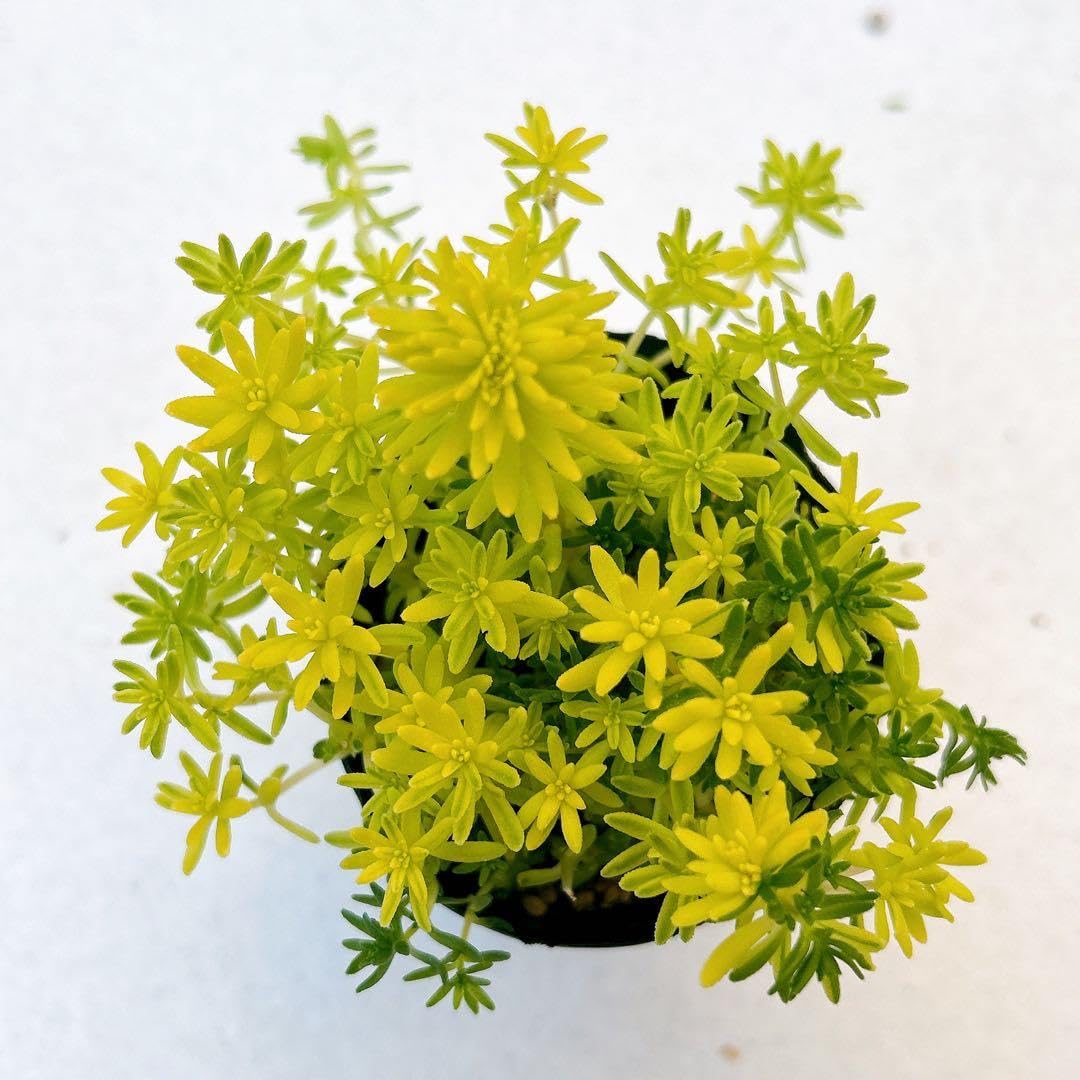 Amazon.co.jp: 多肉植物 セダム 斑入り黄金細葉万年草 抜き苗 : DIY