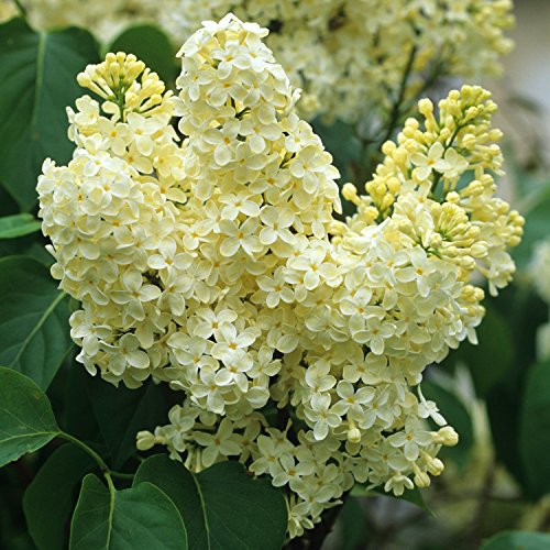 (1) - Primrose Yellow French Lilac (Syringa) - Starter Plant