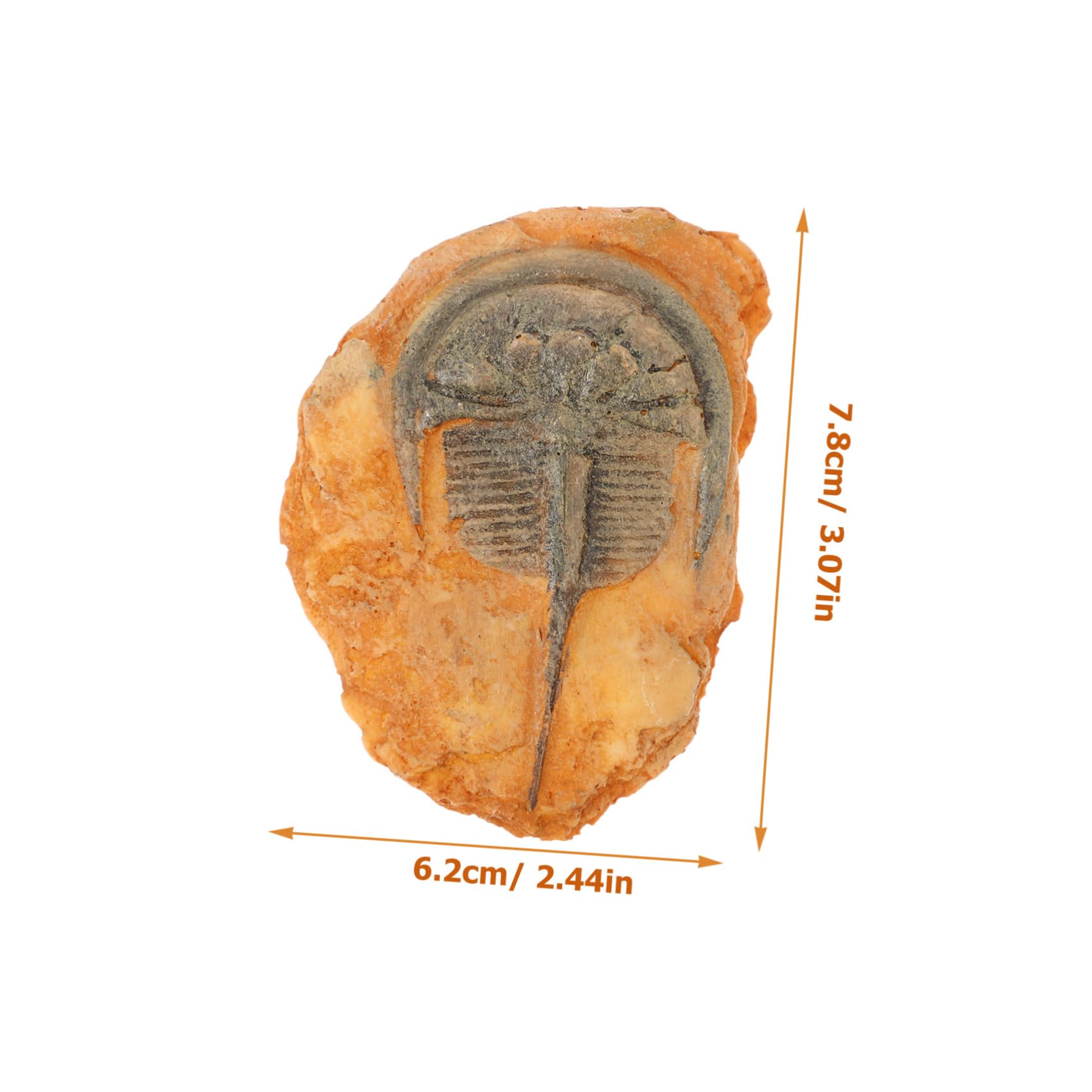 HOMOCONO Insect Insect for Science Teaching Insect for Teaching Paleontological Insect Decoration Teaching Insect Paleontological Specimen Insect Specimen for Teaching Resin