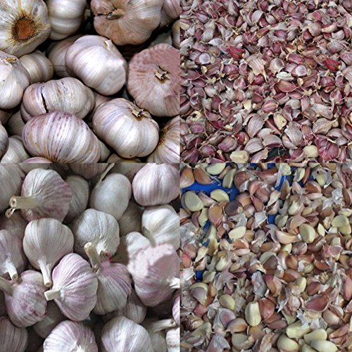 TZ® automatic garlic separator machine,garlic clove separating machine,garlic separating machine,400KG/hour (220V/50HZ)