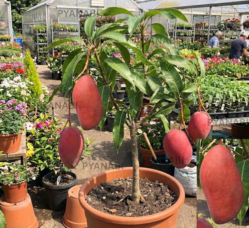 Image of All Time Mango Plant Japanese Variety Grafted Live Tree 2-3 Feet