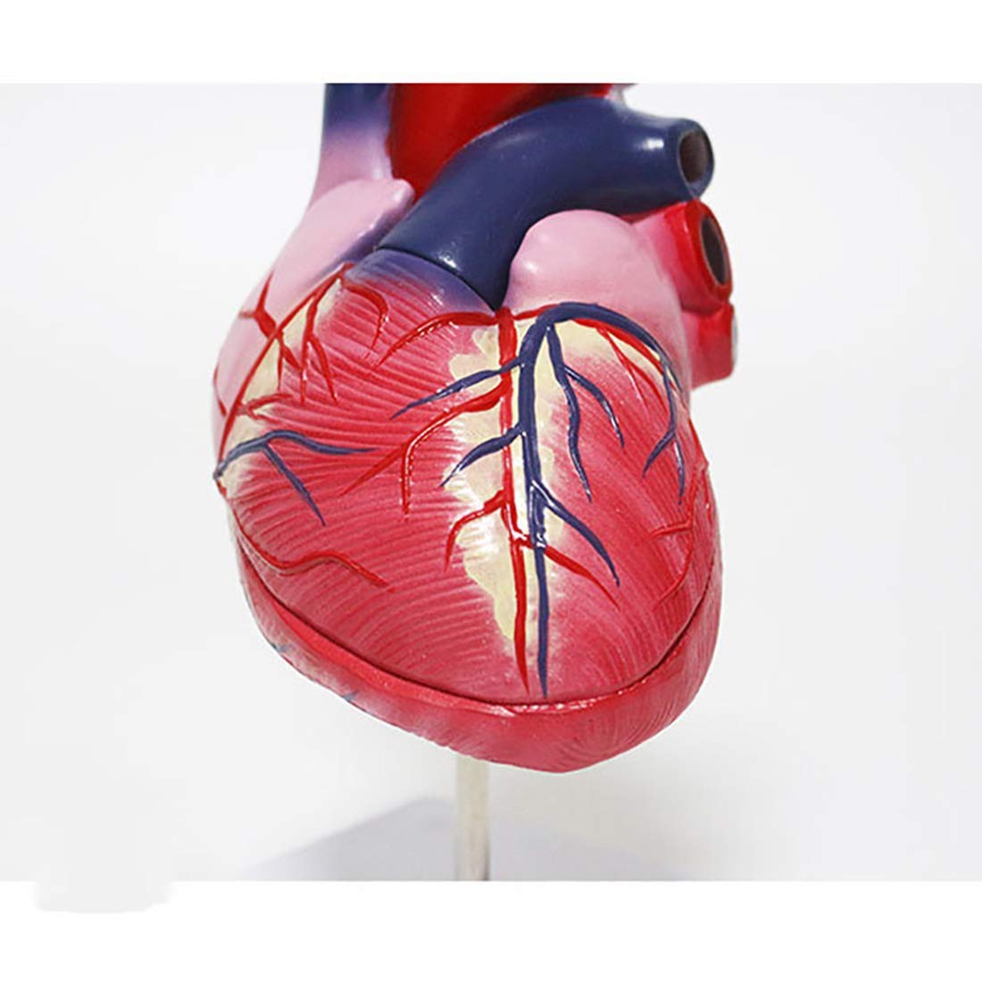 Modello di Cuore Anatomia, Formato di Vita Modello Cuore Umano Anatomia elementare 2 Parti Modello di Cuore per la Scienza Display Strumento didattico
