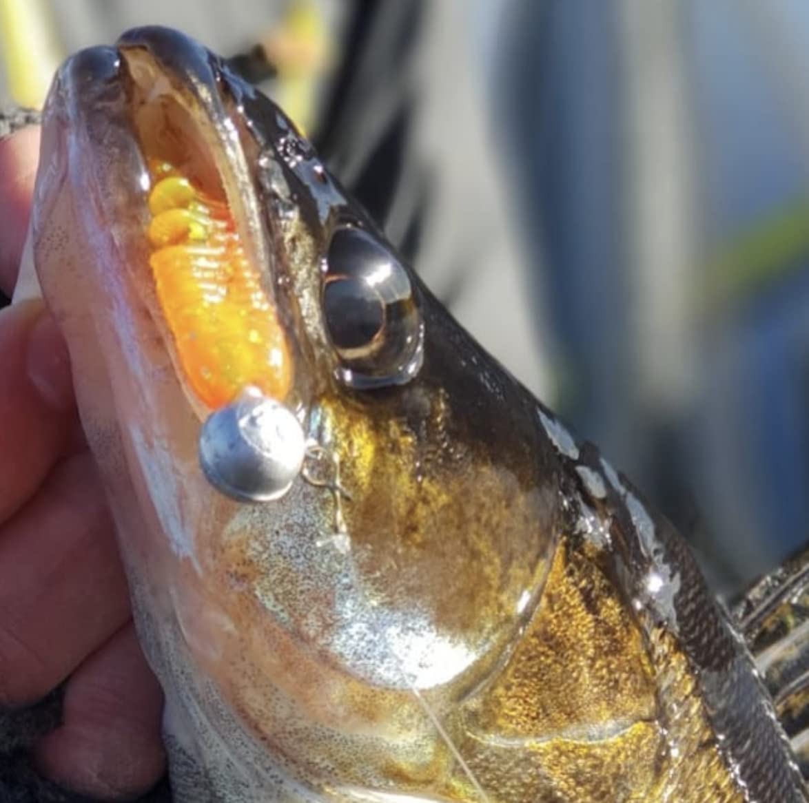 Catch Me 6x rubberen aas kunstaas 9 cm. Ideaal aas voor snoekbaars, snoek, baars en andere roofvissen. Dit visaccessoire mag in geen enkele doos ontbreken. (Groen